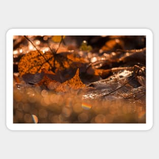 Autumn Bokeh Sticker